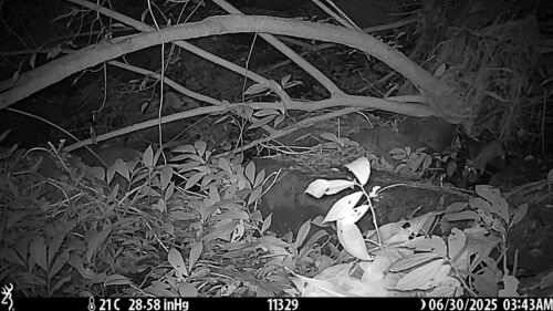 Formosan Ferret-badger
