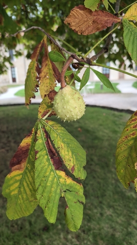 horse-chestnut