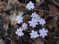 Hepatica