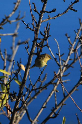 Willow Warbler