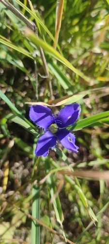 Fringe-flowered Gentian