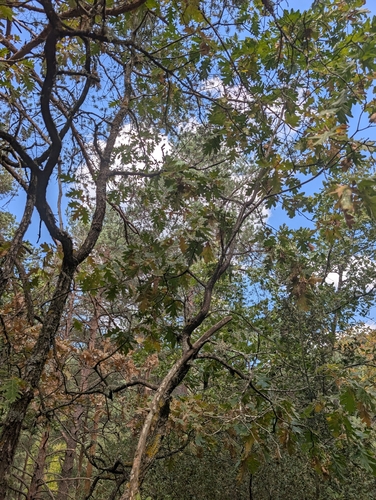 Pyrenean Oak