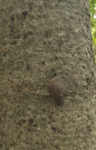 Siamese Common Snail