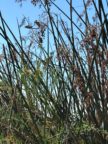 iNaturalist observation photo of Common Green Darner