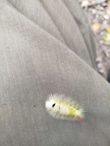 Pale Tussock Moth