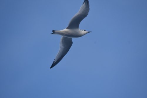 Black-legged Kittiwake