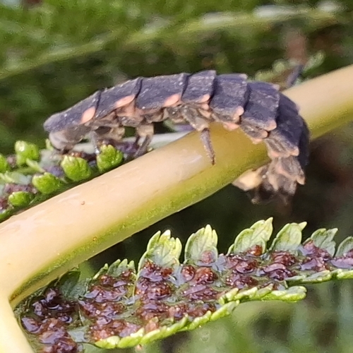 European Glow-worm