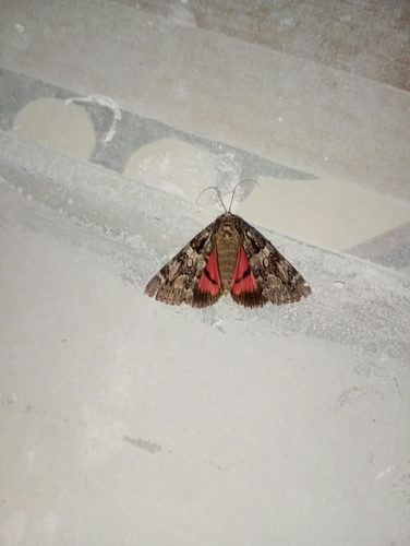 Minsmere Crimson Underwing