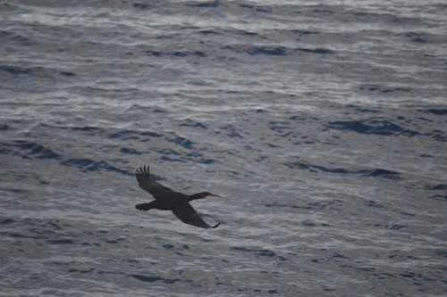 Great Cormorant