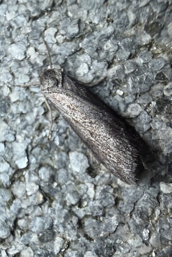 Horse Chestnut Moth, 3925 Scherpenzeel, Nederland, photo 7 of 10