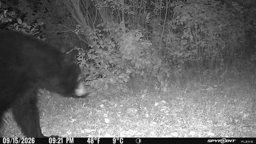 American Black Bear