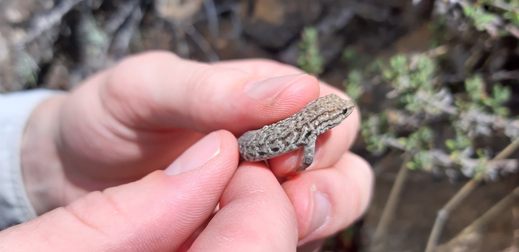 Black-spotted Dwarf Gecko
