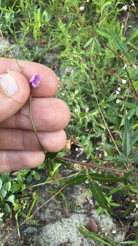 panicled ticktrefoil