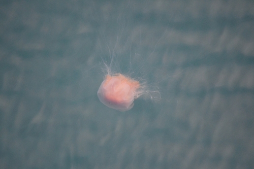 Lion's Mane Jelly