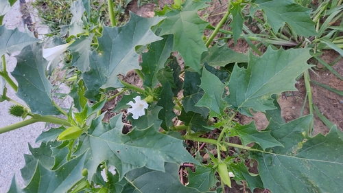 jimsonweed