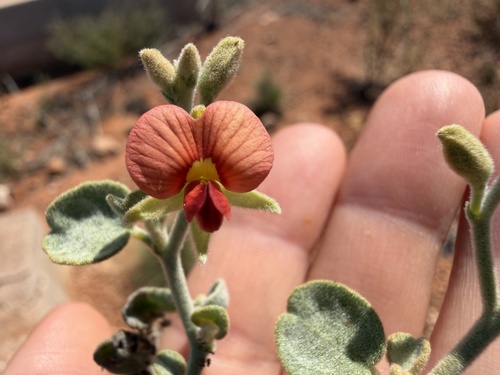 Isotropis atropurpurea, 2026-08-22