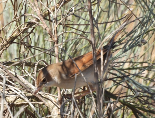 Greater Whitethroat