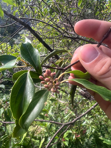 Santalum freycinetianum observed 2026-09-15