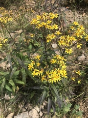 Senecio nemorensis