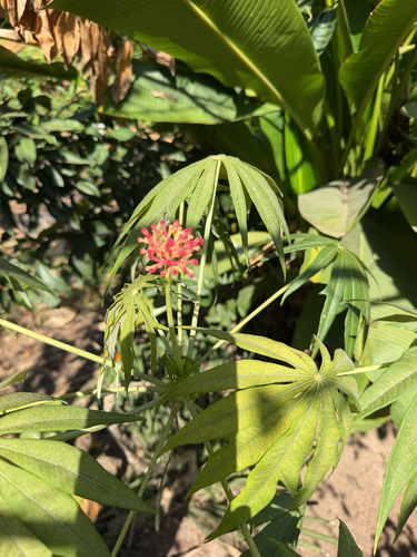 Jatropha multifida observed 2026-09-16