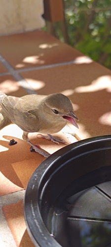 Garden Warbler