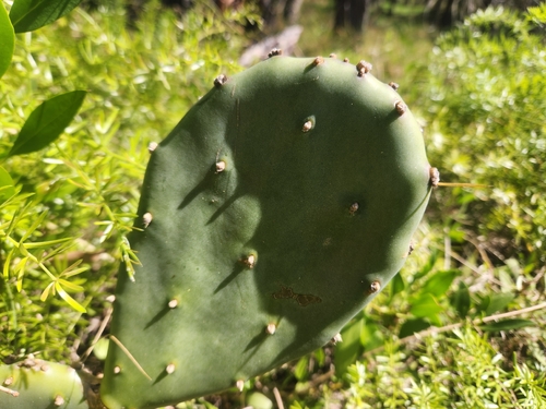 Opuntia anahuacensis, photograph 6