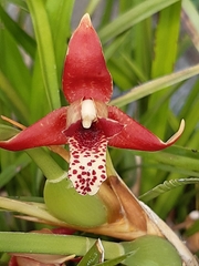 Maxillaria tenuifolia