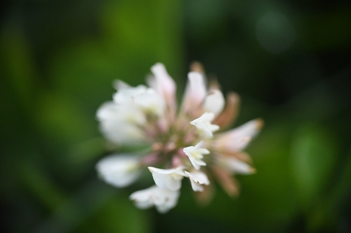 white clover