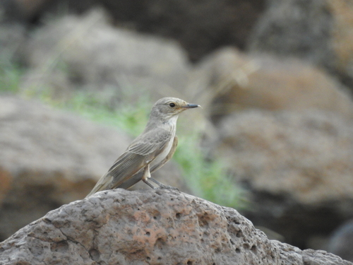 Spotted Flycatcher