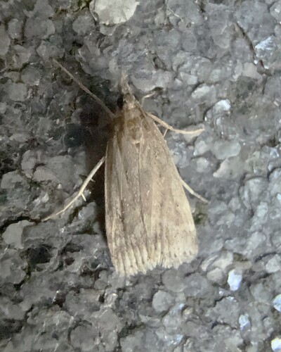 Marsh Grey, 3925 Scherpenzeel, Nederland, photo 2 of 10