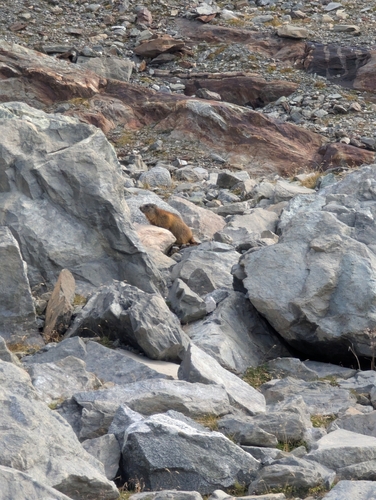 Alpine Marmot