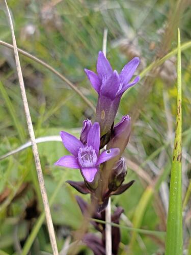 Chiltern gentian
