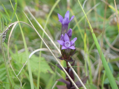 Gentianella germanica, photograph 2