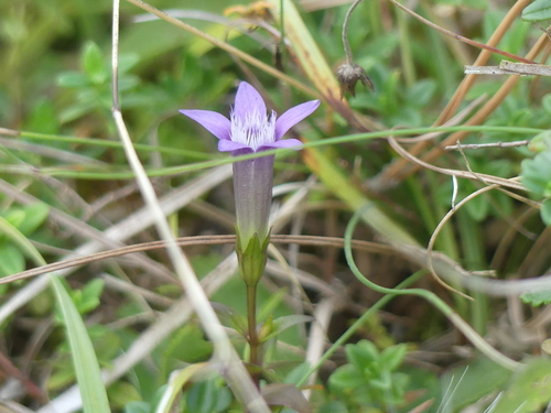 Gentianella germanica, photograph 4