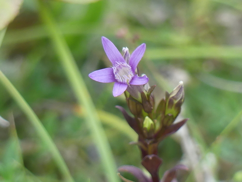 Gentianella germanica, photograph 6