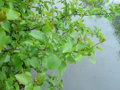 Alnus cordata