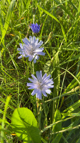 chicory