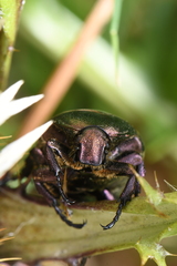 Protaetia cuprea