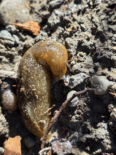 Yellow Cellar Slug