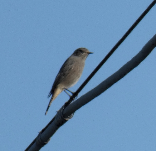 Black Redstart
