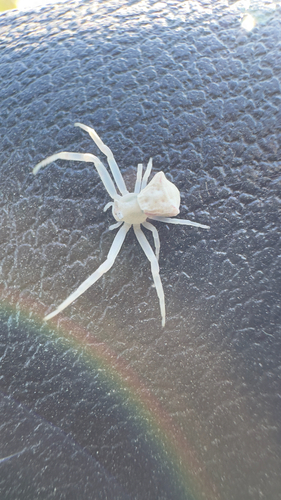 Heather crab spider