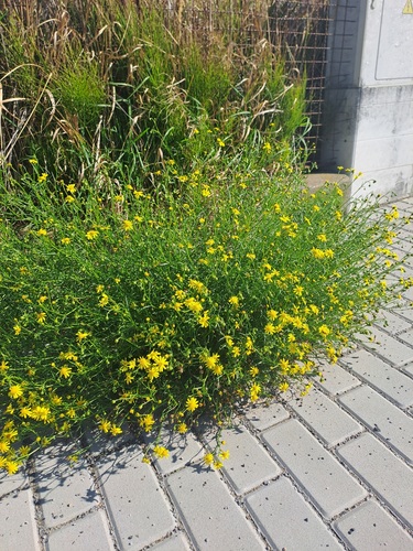 Narrow-leaved Ragwort