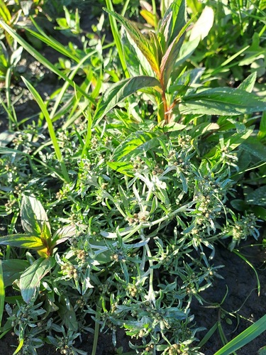 marsh cudweed