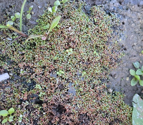 Eight-stamened Waterwort