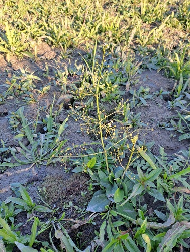 European Water-plantain