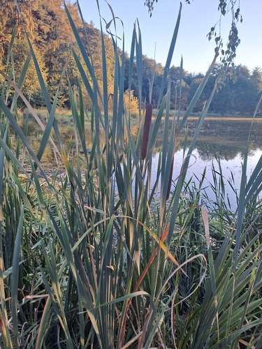 broadleaf cattail