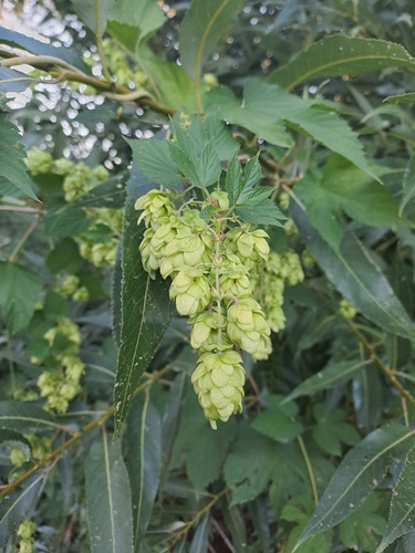 common hops
