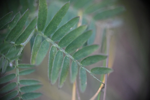 tufted vetch