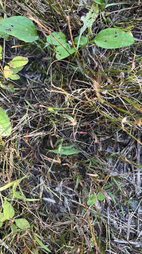 Atractomorpha lata
