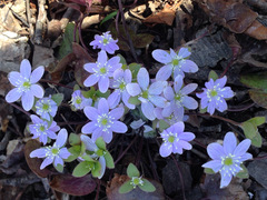 Hepatica